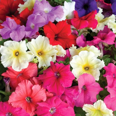 พิทูเนีย ดอกใหญ่ ปริซึ่ม 100 เมล็ด