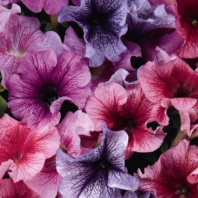 พิทูเนีย แดดดี้ 100 เมล็ด