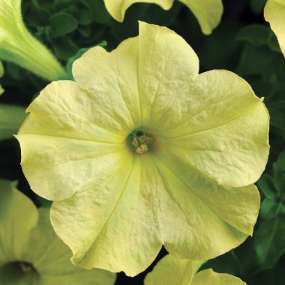 AGA AGRO  Iพิทูเนีย ลิมโบ้ 1,000 เมล็ด