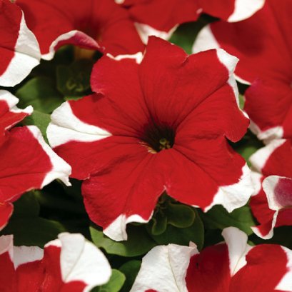 พิทูเนีย ดอกขนาดกลาง มิราจ 100 เมล็ด