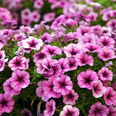 พิทูเนีย พันธุ์เลื้อย อีซี่เวฟ 100 เมล็ด