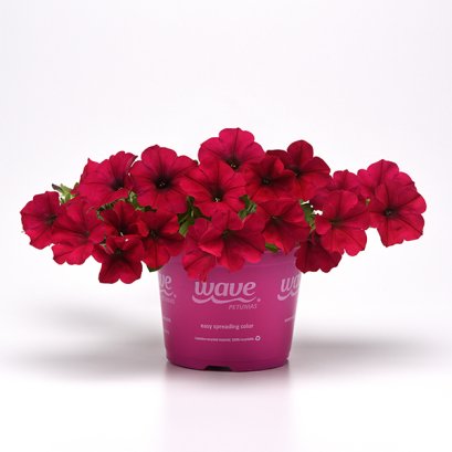 พิทูเนีย พันธุ์เลื้อย เวฟ 100 เมล็ด