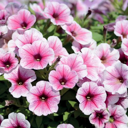 พิทูเนียเลี้อย โอเปร่าสุพรีม 100 เมล็ด