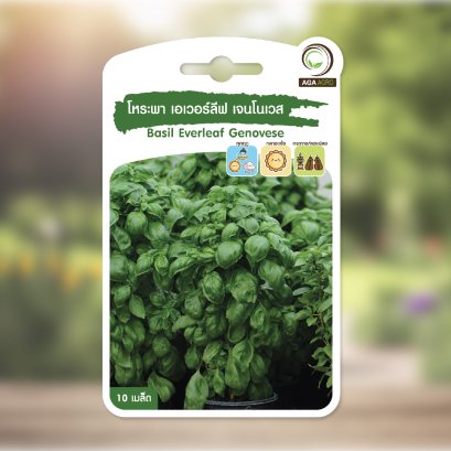 โหระพา เอเวอร์ลีฟ เจนโนเวส