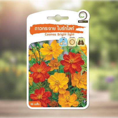 ดาวกระจาย ไบร์ทไลท์