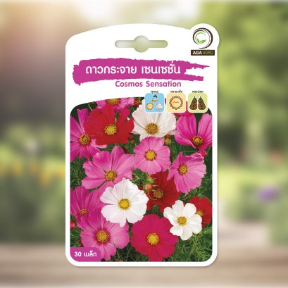 ดาวกระจาย เซนเซชั่น