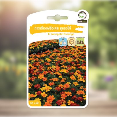 ดาวเรืองฝรั่งเศษ ดูแรงโก้