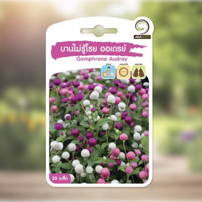 บานไม่รู้โรย ออเดรย์