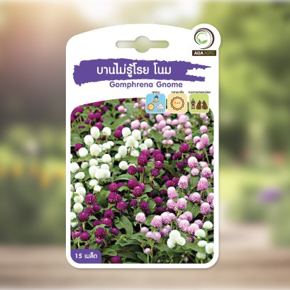 บานไม่รู้โรย โนม