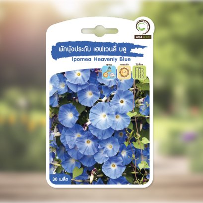 ผักบุ้งประดับ เฮฟเวนลี่ บลู