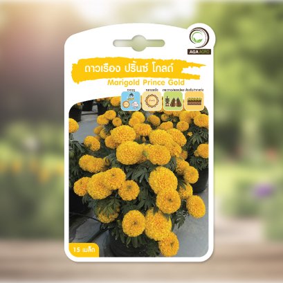 ดาวเรือง ปริ้นซ์ โกลด์