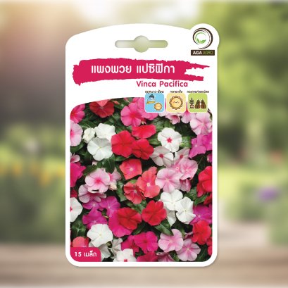 แพงพวย แปซิฟิกา