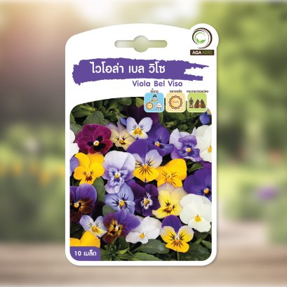 ไวโอล่า เบล วิโซ