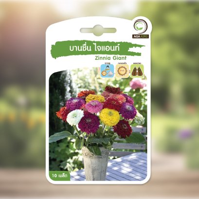 บานชื่น ไจแอนท์