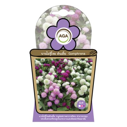 บานไม่รู้โรยต้นเตี้ย มิกซ์