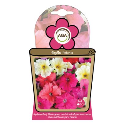 พิทูเนีย ดอกใหญ่ มิกซ์