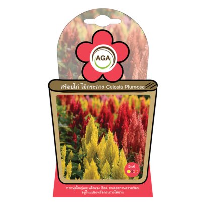 สร้อยไก่ ไม้กระถาง มิกซ์