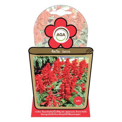 ซัลเวีย สีแดง