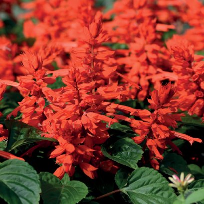 ซัลเวีย ซาฮาร่า 100 เมล็ด