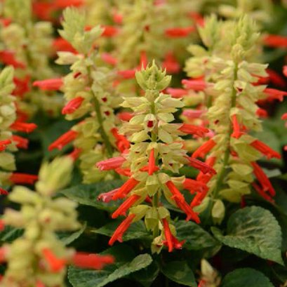 ซัลเวีย โมฮาเว่ 100 เมล็ด