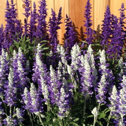 ซัลเวีย ฟาริเนเซีย 100 เมล็ด