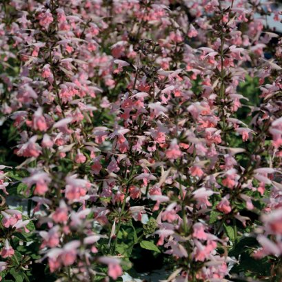 Salvia Coccinea - Summer Jewel  100 Seeds