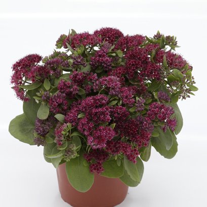 ซีดัม ไม้อวบน้ำ 1000 เมล็ด