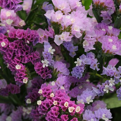 สแตติส คิส 100 เมล็ด