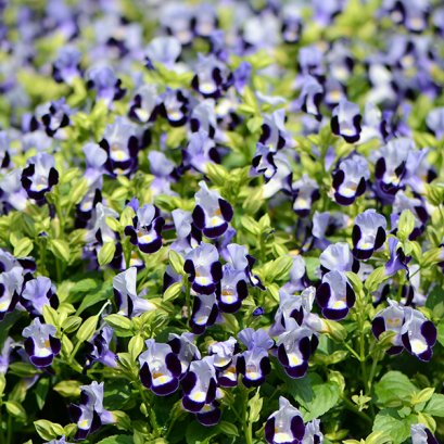 Torenia - Hi Lite 100 Seeds