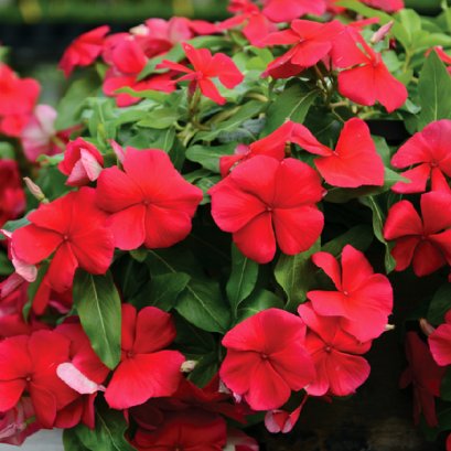 Vinca Trailing - Mediterranean 100 Seeds