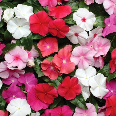 Vinca Upright - Pacifica 100 Seeds