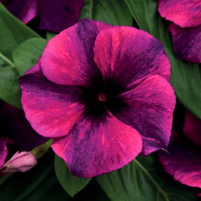 Vinca Upright - Tattoo 100 Seeds