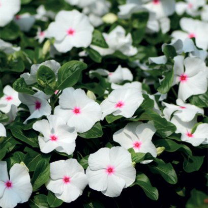 Vinca Upright - Blockbuster 100 Seeds