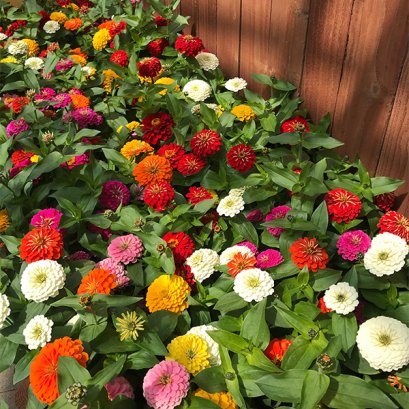 Zinnia -  Preciosa 100 Seeds