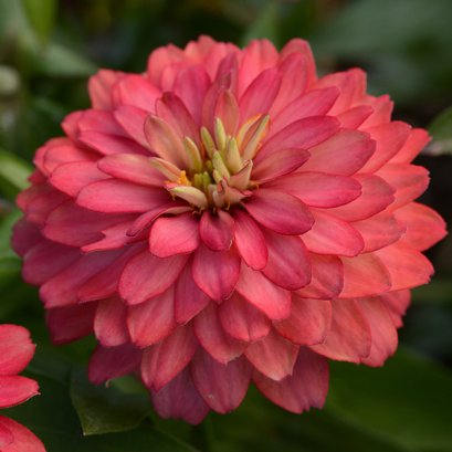 Zinnia - Double Zahara 100 Seeds