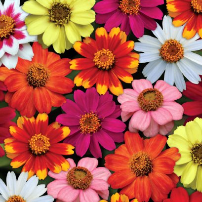 Zinnia - Zahara 100 Seeds