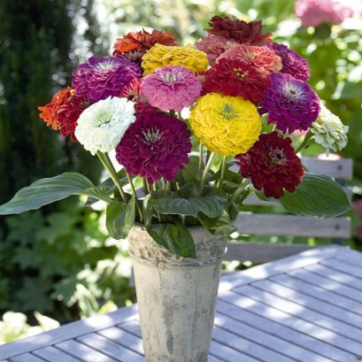 Zinnia Cut Flower - Giant 100  Seeds