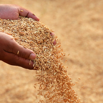 รายงานราคาข้าวเปลือกและข้าวสารประจำวัน