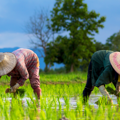 ชนิดของข้าวที่นิยมทั่วโลก