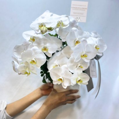 Premium Orchid Vase Perfect for Gifting