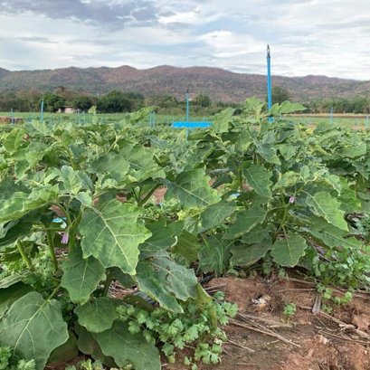 คู่มือการปลูกมะเขือเปราะ-มะเขือยาว