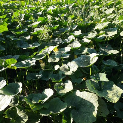 คู่มือการปลูกฟักทอง