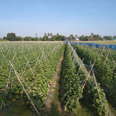 คู่มือการปลูกแตงกวา