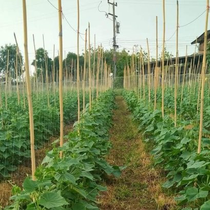 คู่มือการปลูกถั่วฝักยาว