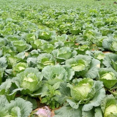 คู่มือการปลูกกะหล่ำปลี