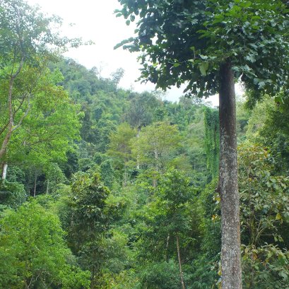 มีพื้นที่ปลูกต้นไม้ จะขายคาร์บอนเครดิตอย่างไร ? วิธีสร้างรายได้ ทำอย่างไร ?