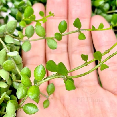 Dischidia aff.nummularia (Tiny leaves)