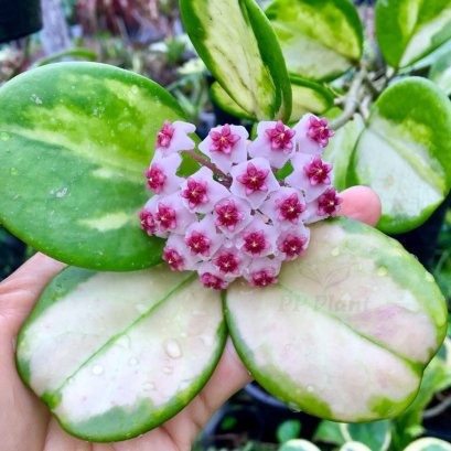 Hoya latifolia Outer-variegated (former Hoya macrophylla albomarginata)
