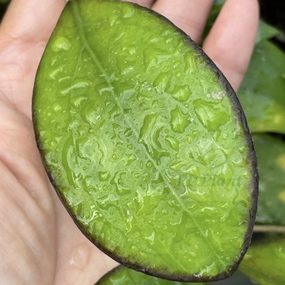 Hoya &#039;Nathalie&#039;