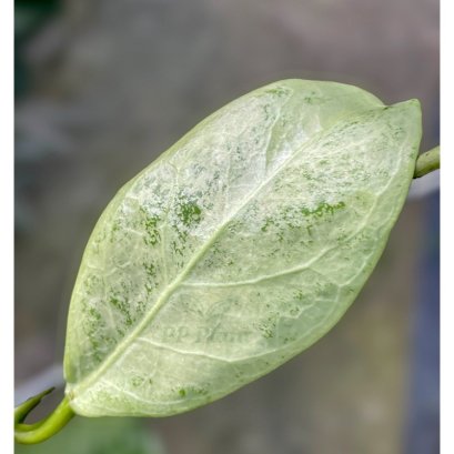 Hoya nervosa ‘Jokul’